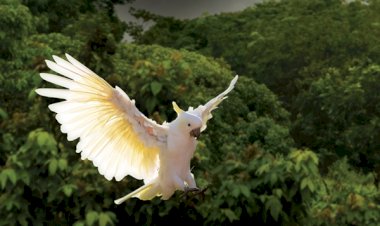 EsselWorld Bird Park’s Celebirdy LIVE is back with season 2!