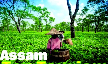 Assam - Tea Tourism