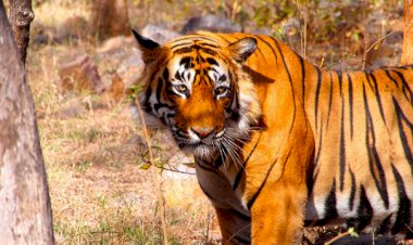Madhya Pradesh Tourism Kicks-off “Tigress on the Trail”