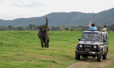 Understanding Sri Lanka’s Gentle Giants