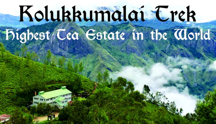 Kolukkumalai Trek - Highest Tea Estate in the World