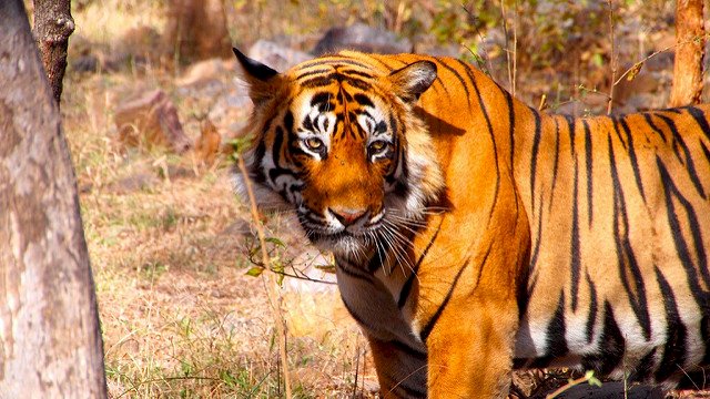Madhya Pradesh Tourism Kicks-off “Tigress on the Trail”
